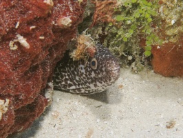 071 White Spotted Moray IMG 5207